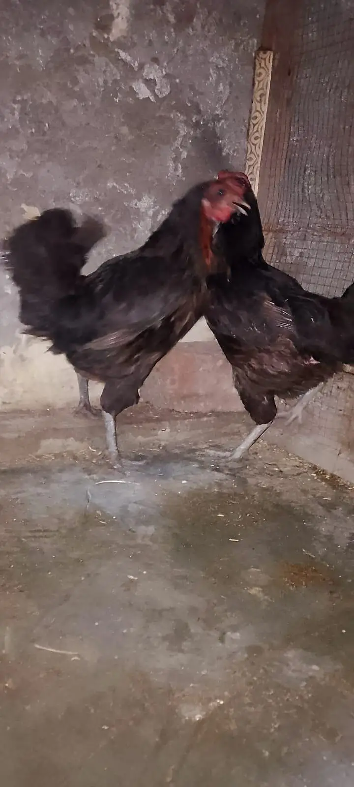 2 egg laying golden female — photo 2