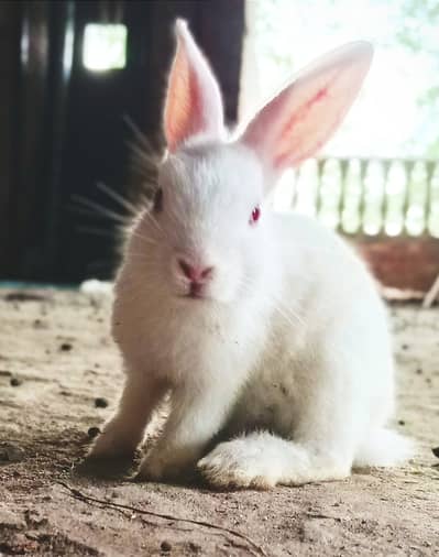 Red eyes rabbits