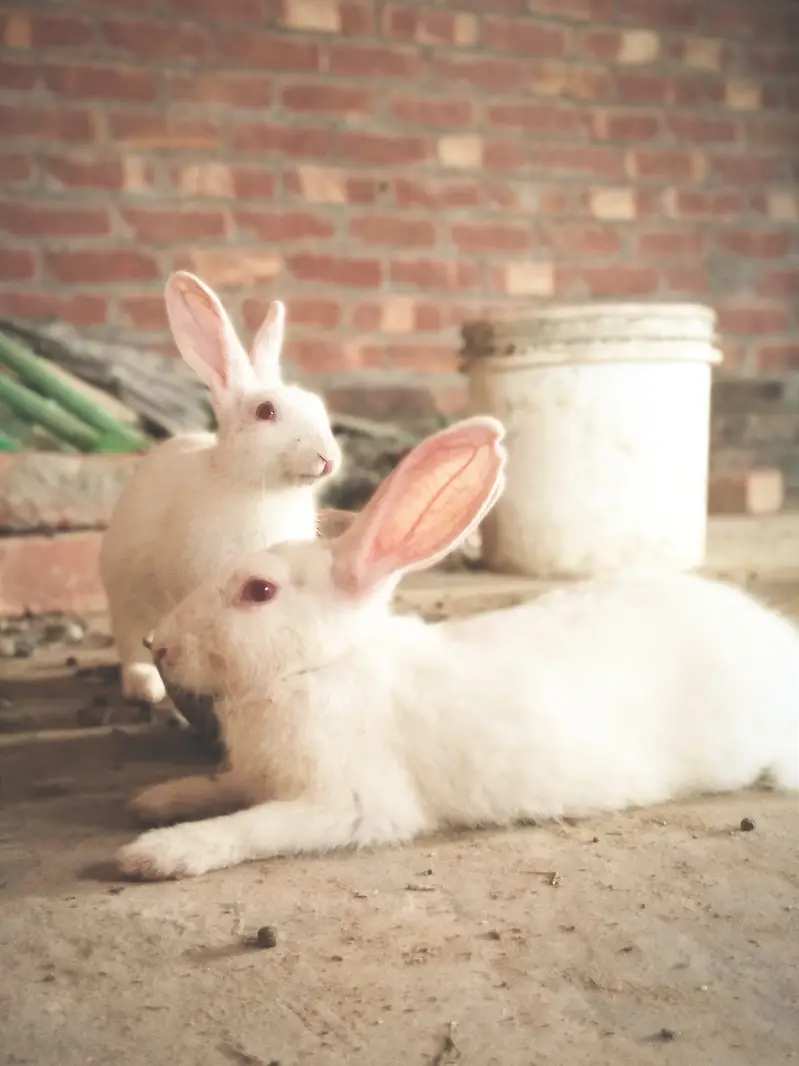 Red eyes rabbits — photo 2