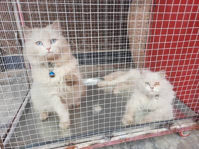 White pair for sale( Final)