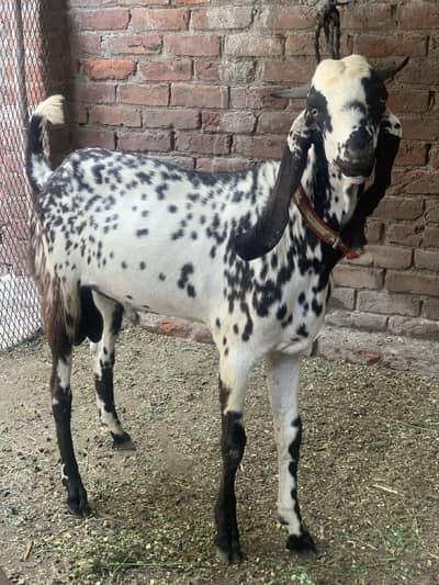 Kheera makhi cheena