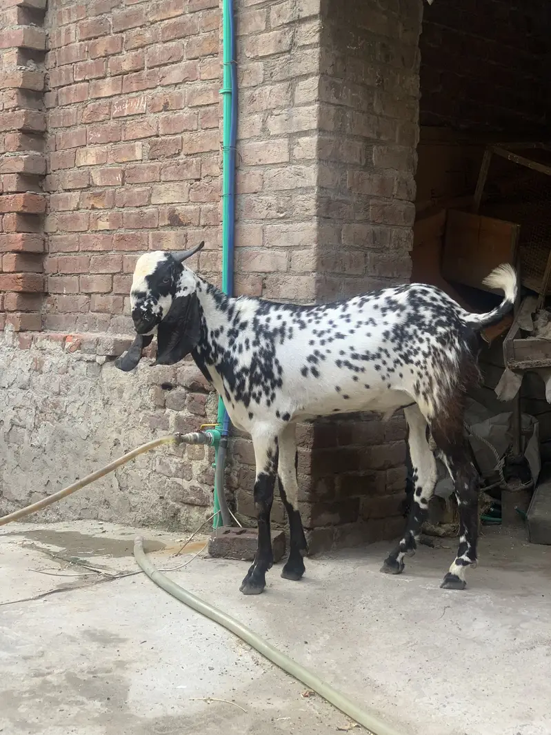 Kheera makhi cheena — photo 2