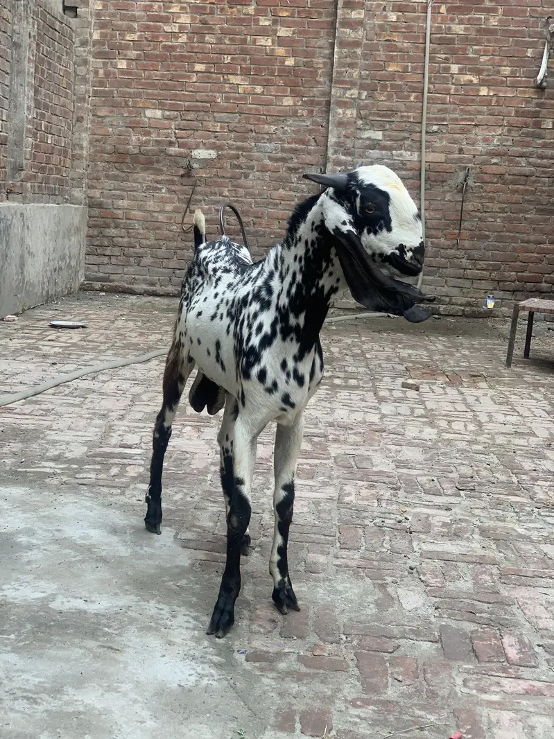 Kheera makhi cheena — photo 3