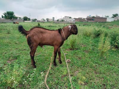 goats