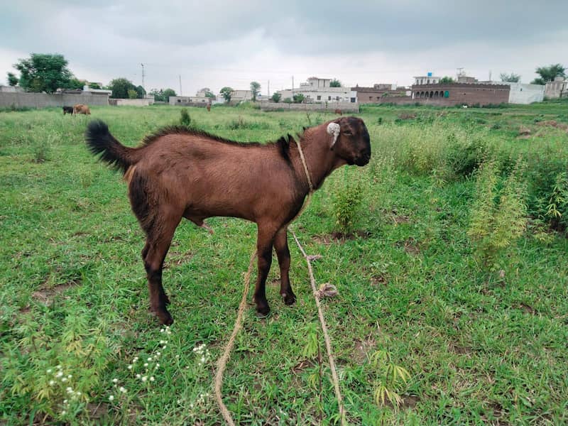 goats 0
