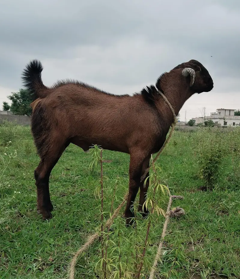 goats — photo 2