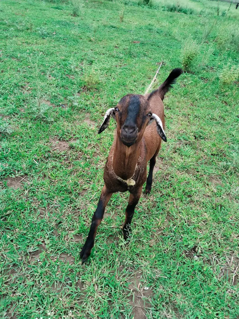 goats — photo 3
