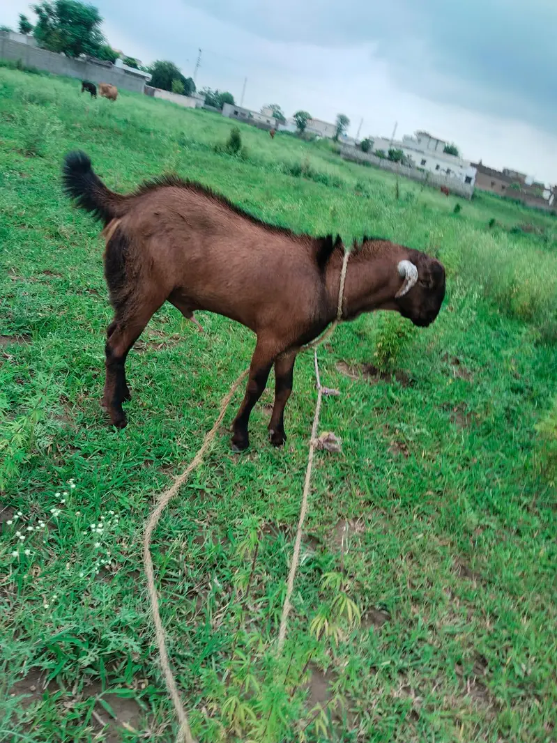 goats — photo 4