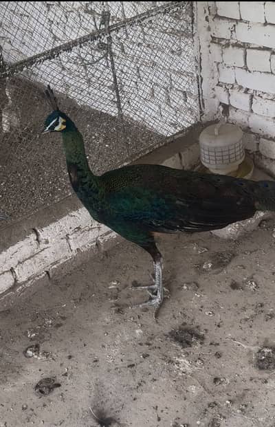 PEACOCK  MOOR