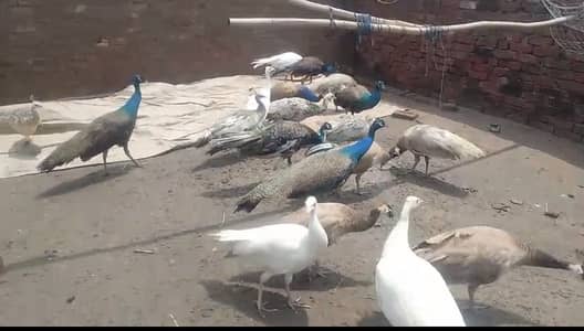 PEACOCK All breeds  MOOR
