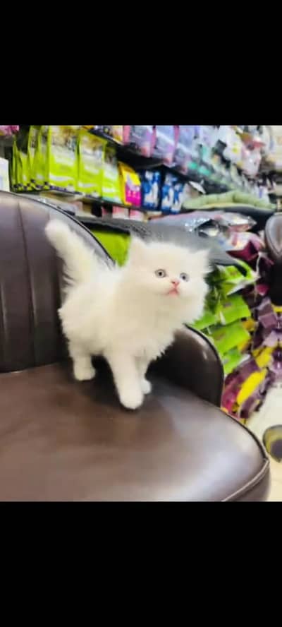 persian cat for sale