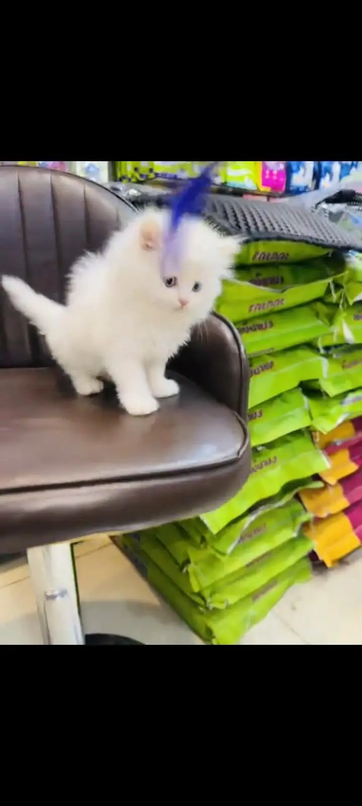 persian cat for sale — photo 2