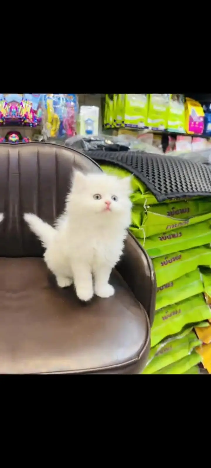 persian cat for sale — photo 3