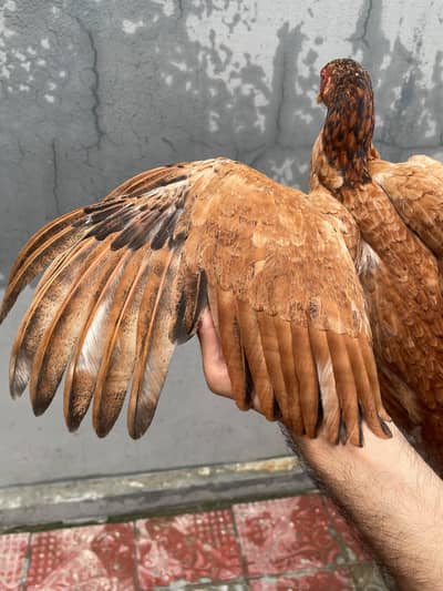 aseel home breed