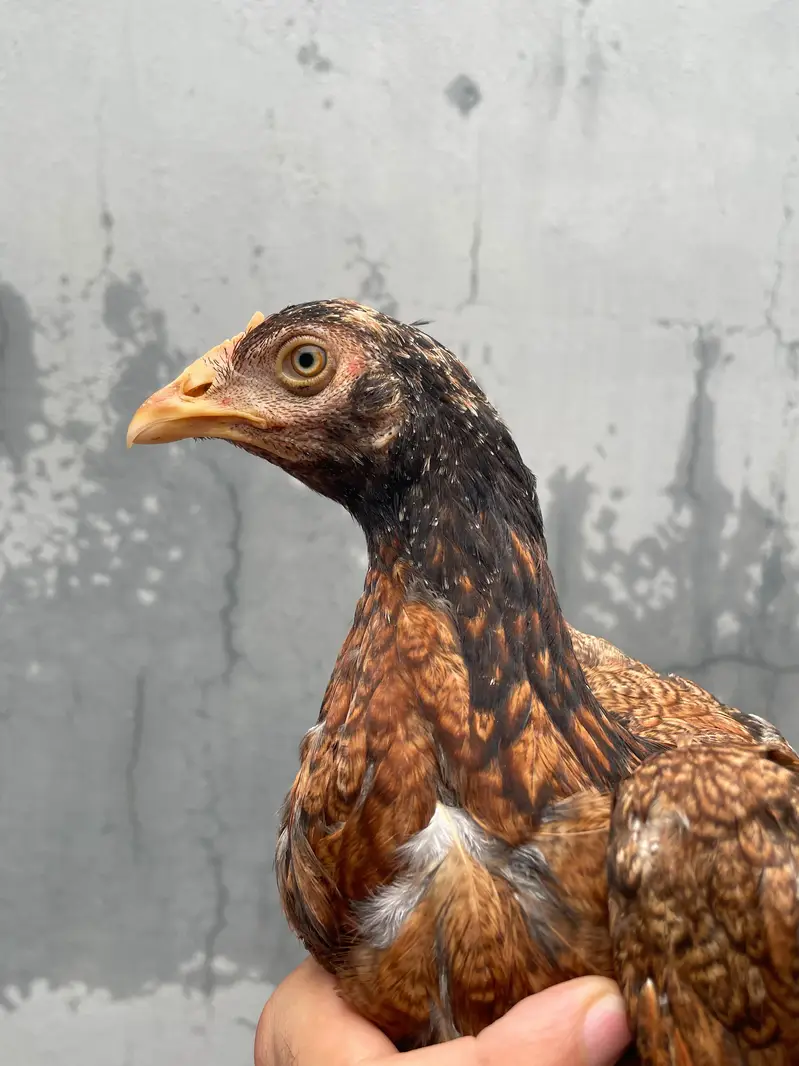 Aseel Home Breed. . contact number 03335979379 — photo 2