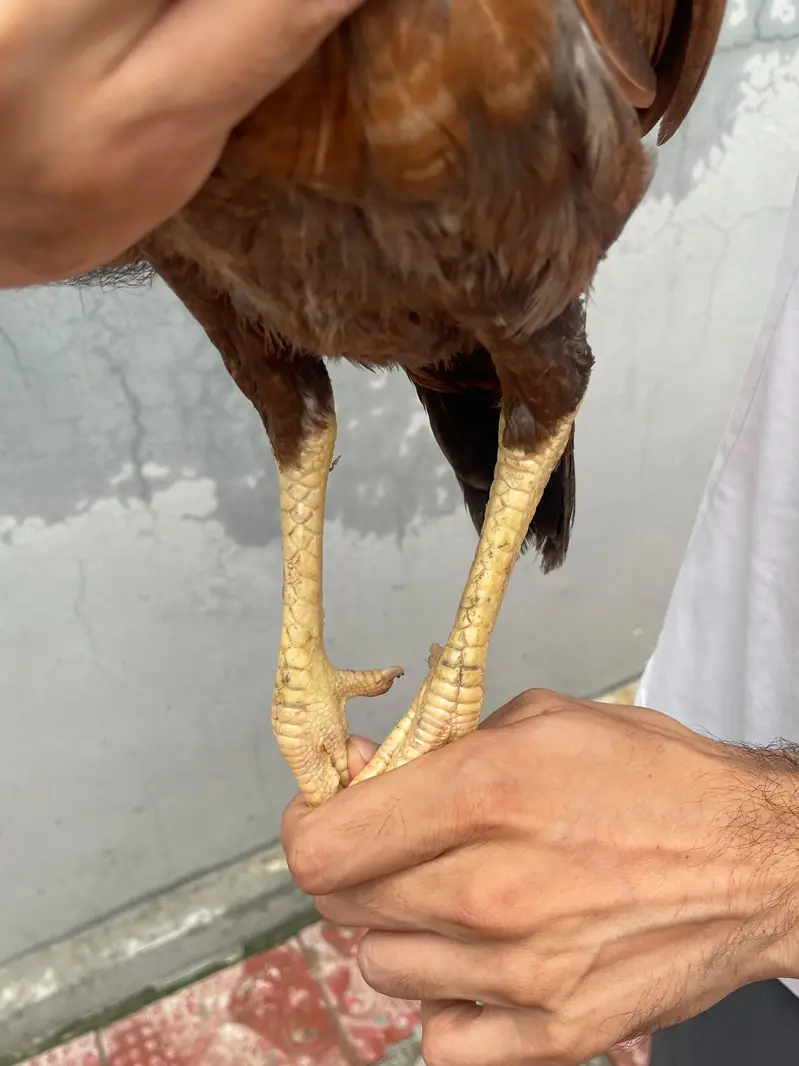 Aseel Home Breed. . contact number 03335979379 — photo 3