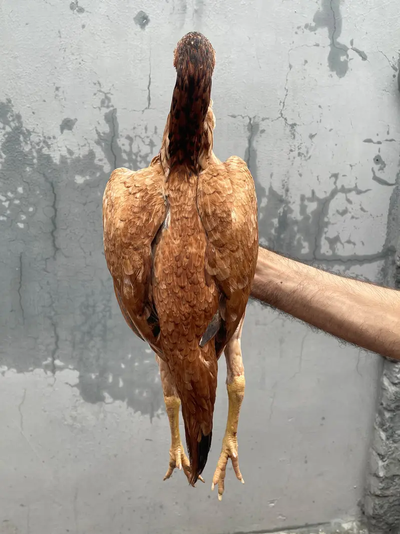 Aseel Home Breed. . contact number 03335979379 — photo 4