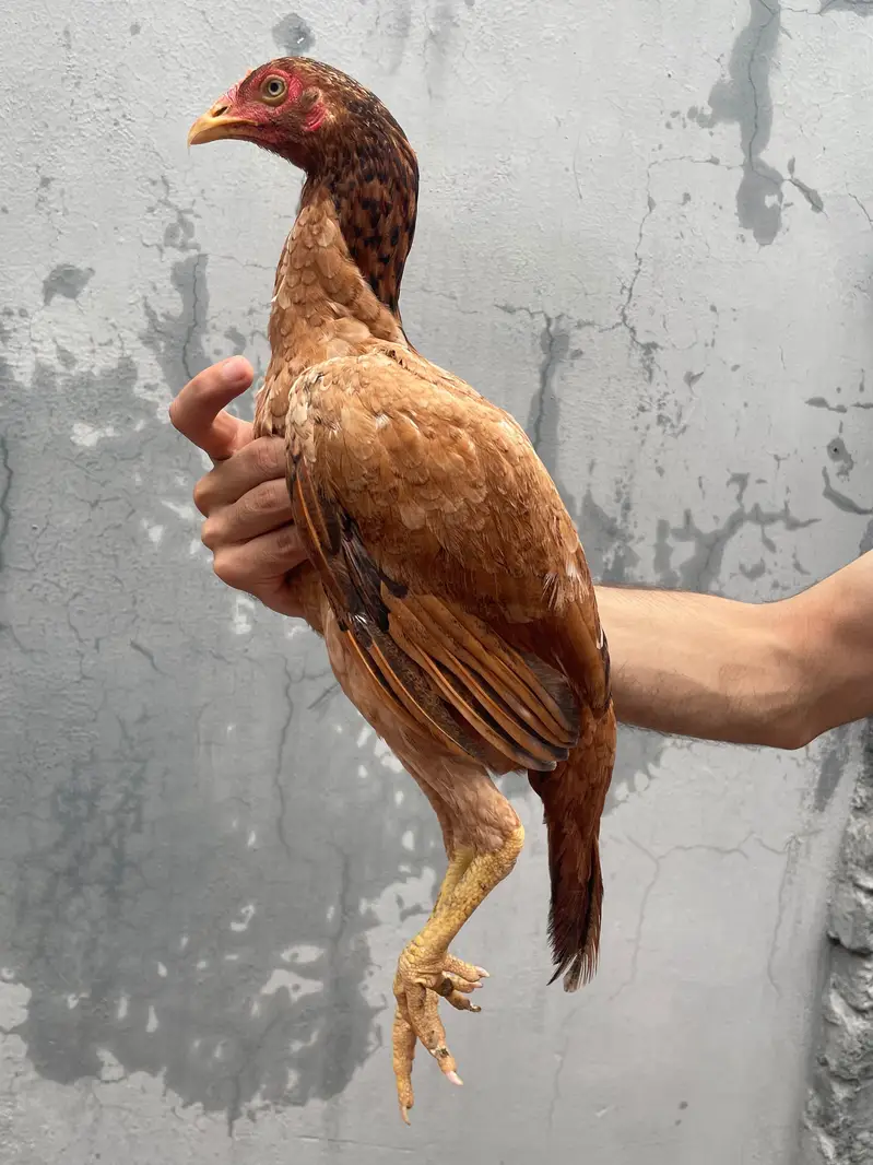 Aseel Home Breed. . contact number 03335979379 — photo 5