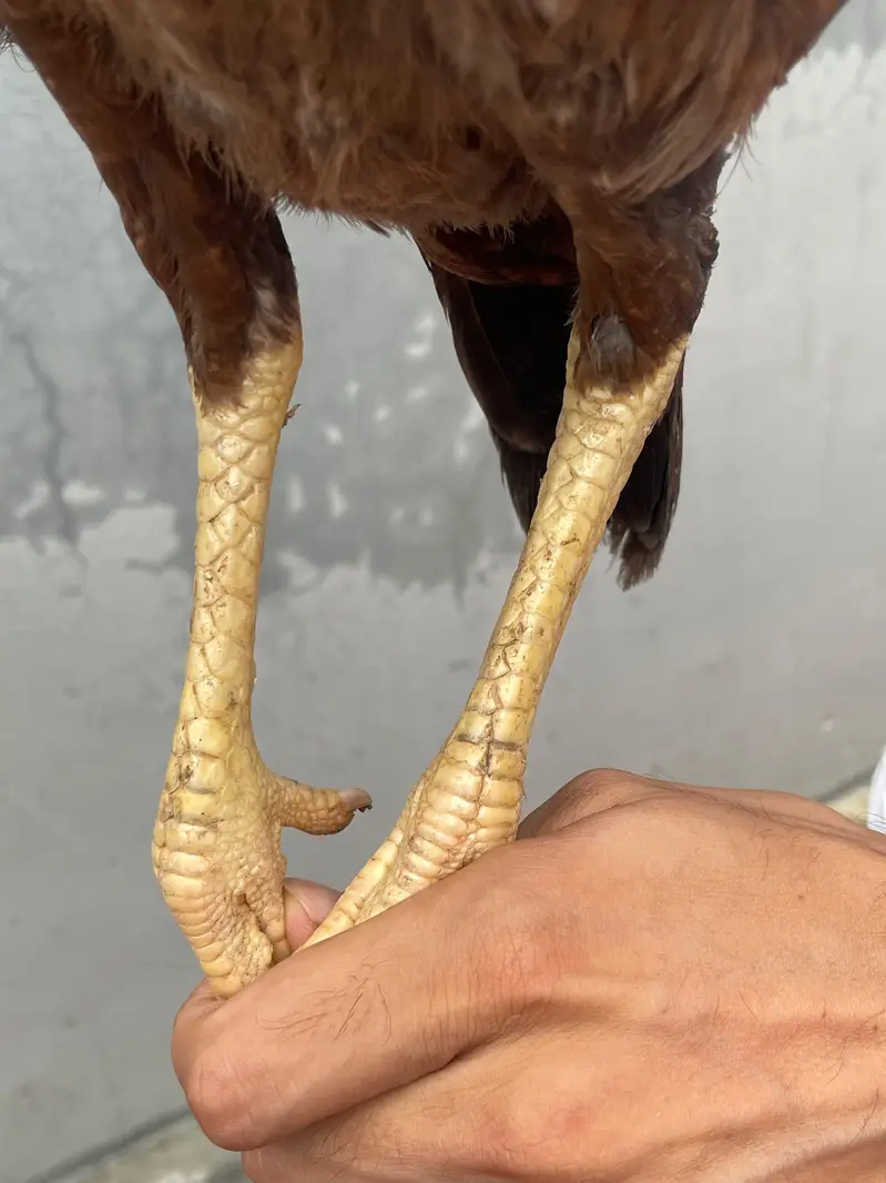 Aseel Home Breed. . contact number 03335979379 — photo 6