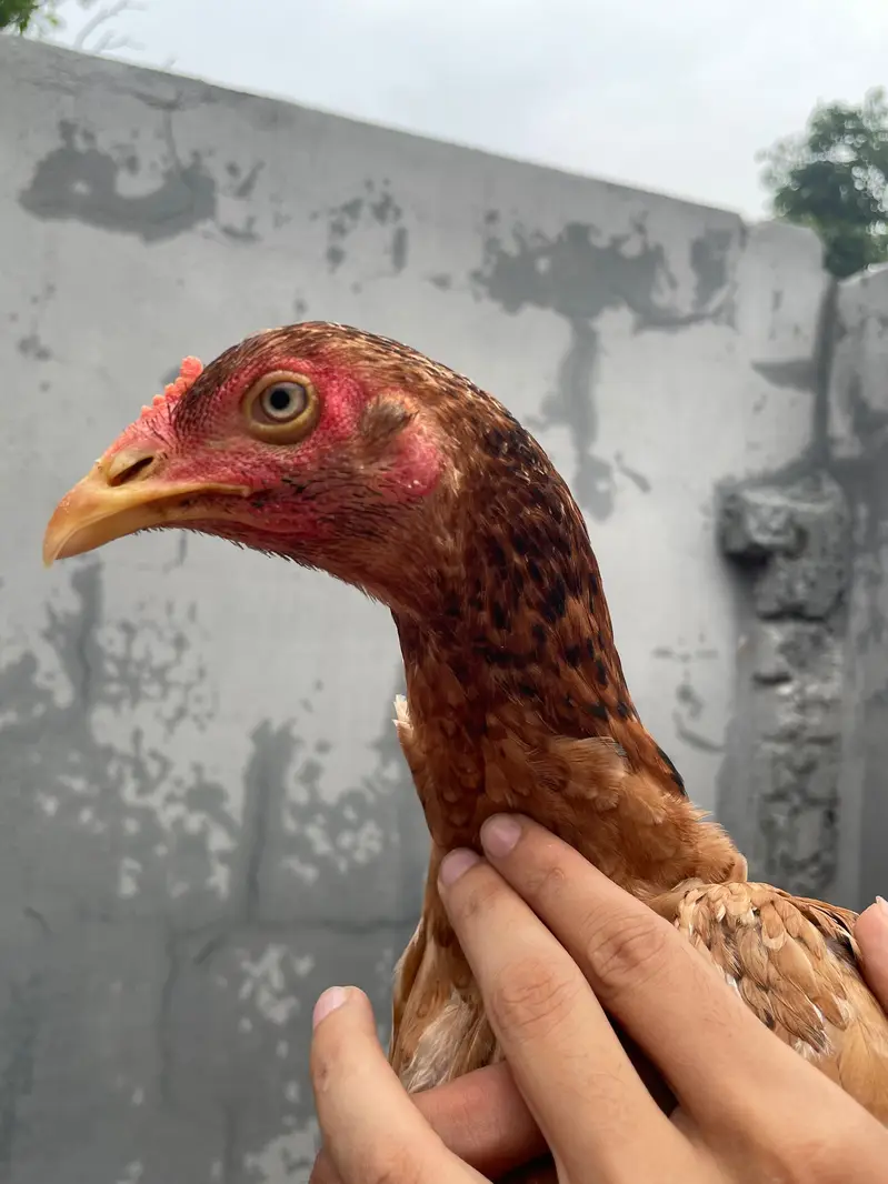 Aseel Home Breed. . contact number 03335979379 — photo 7