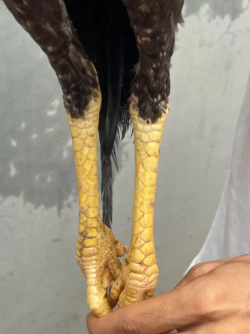 Aseel Home Breed. . contact number 03335979379 — photo 8