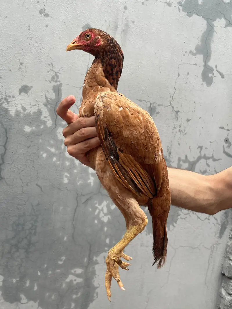 Aseel Home Breed. . contact number 03335979379 — photo 9