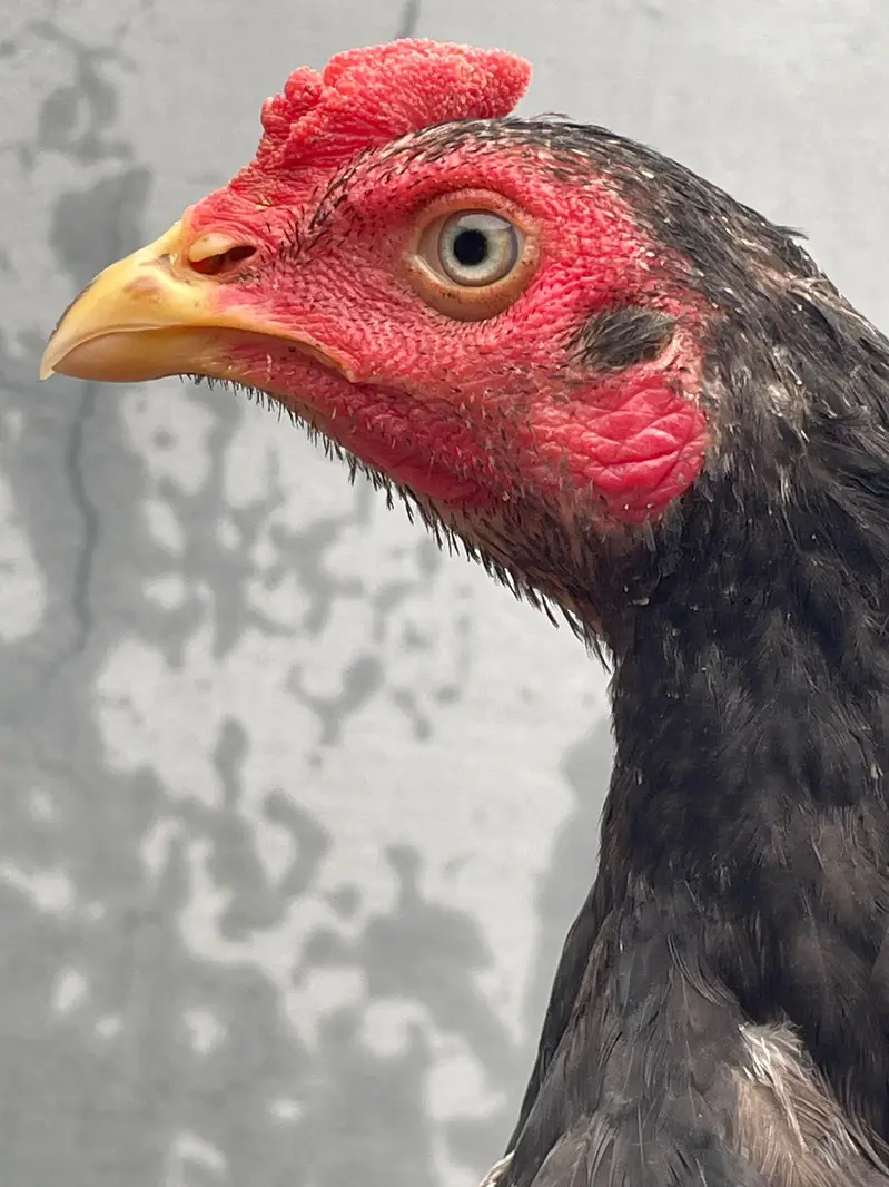 Aseel Home Breed. . contact number 03335979379 — photo 10