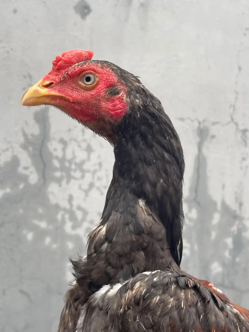 Aseel Home Breed. . contact number 03335979379 — photo 11