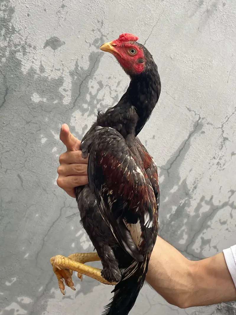 Aseel Home Breed. . contact number 03335979379 — photo 12