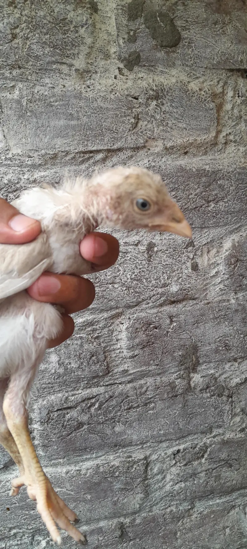pour hera aseel chicks — photo 5