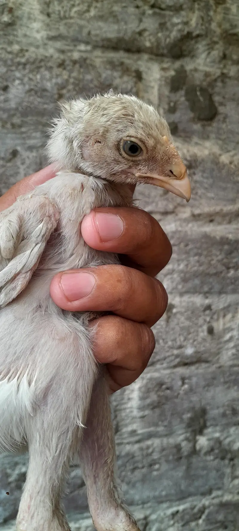 pour hera aseel chicks — photo 6