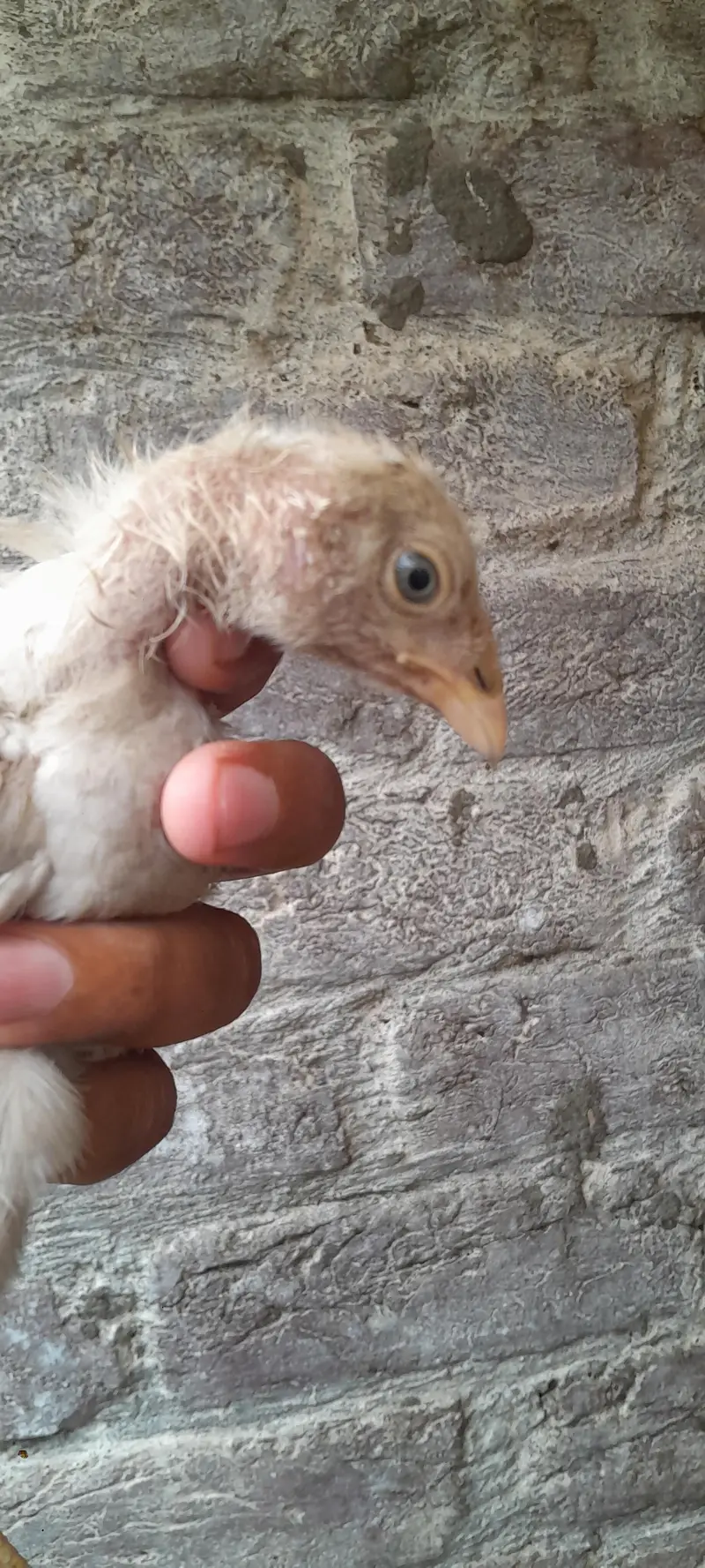 pour hera aseel chicks — photo 7