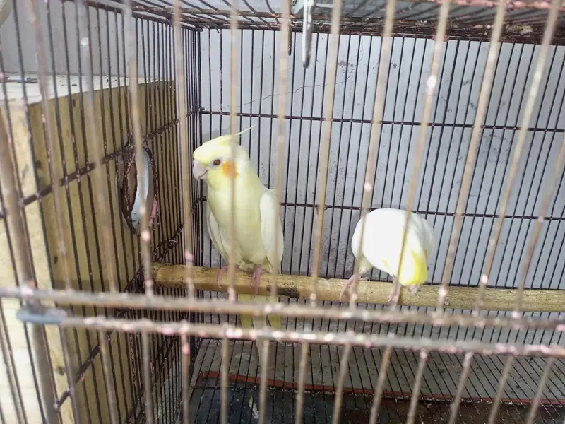 common white red eye  — photo 2