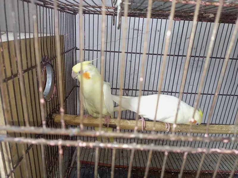 common white red eye  — photo 3