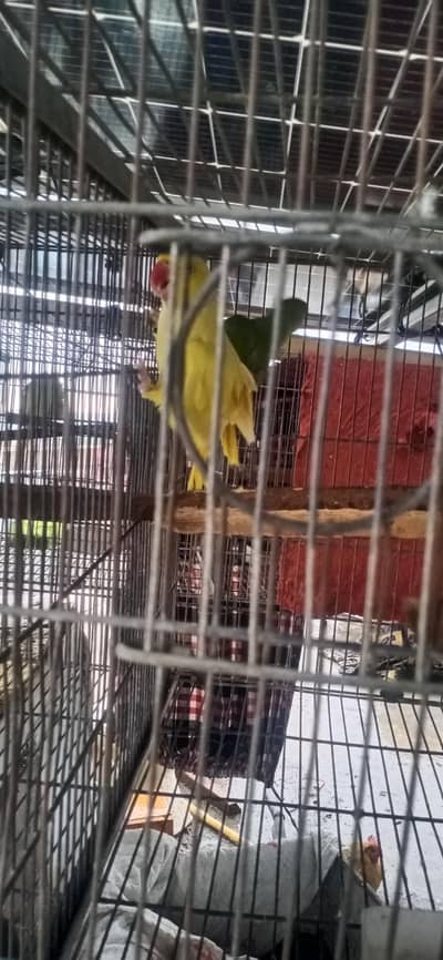 MashAllah AllahTwo  yellow breeder male or handtame male or aik ta