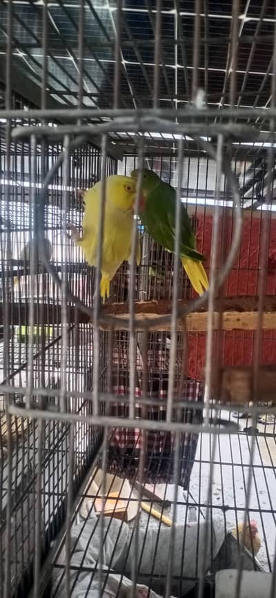 MashAllah AllahTwo  yellow breeder male or handtame male or aik ta
