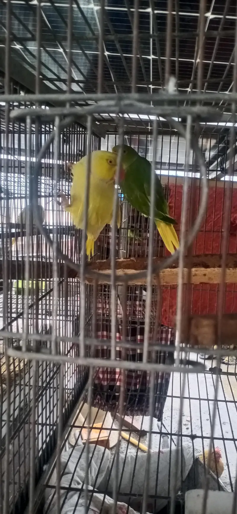 MashAllah AllahTwo  yellow breeder male or handtame male or aik ta — photo 2