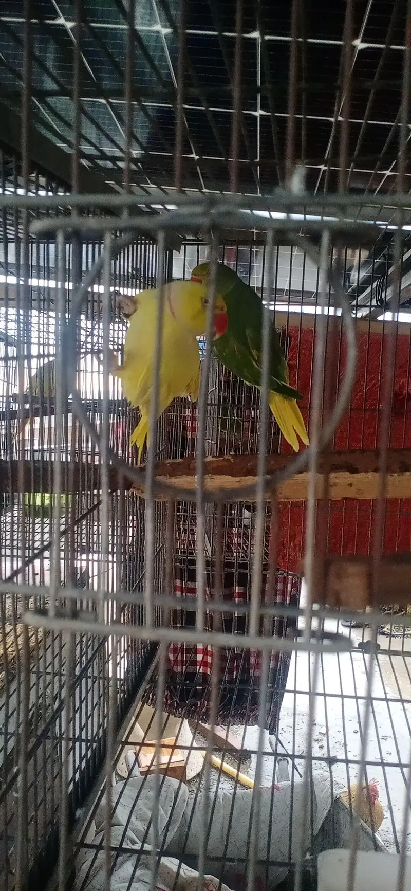 MashAllah AllahTwo  yellow breeder male or handtame male or aik ta — photo 3