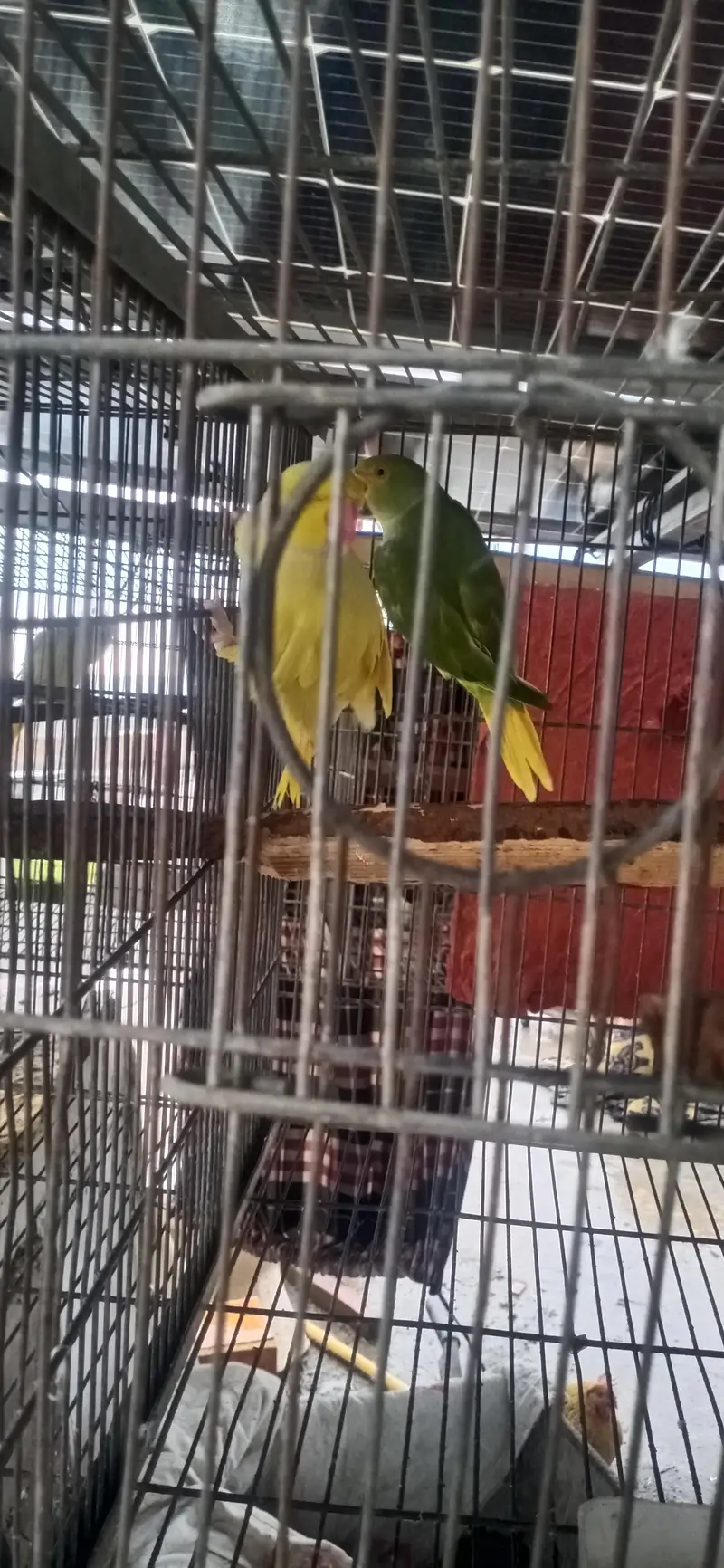 MashAllah AllahTwo  yellow breeder male or handtame male or aik ta — photo 4