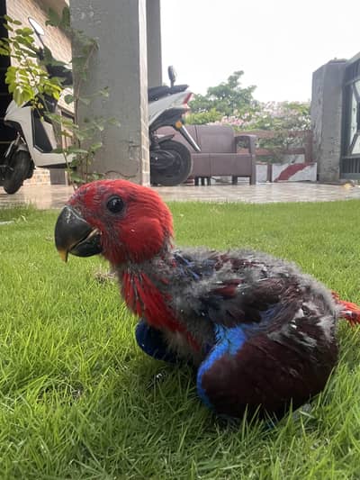 Electus Female Chick