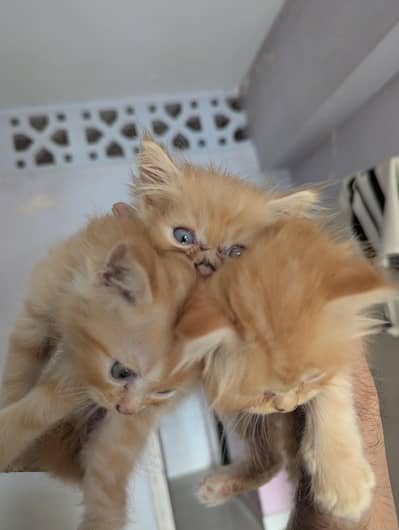 Kittena