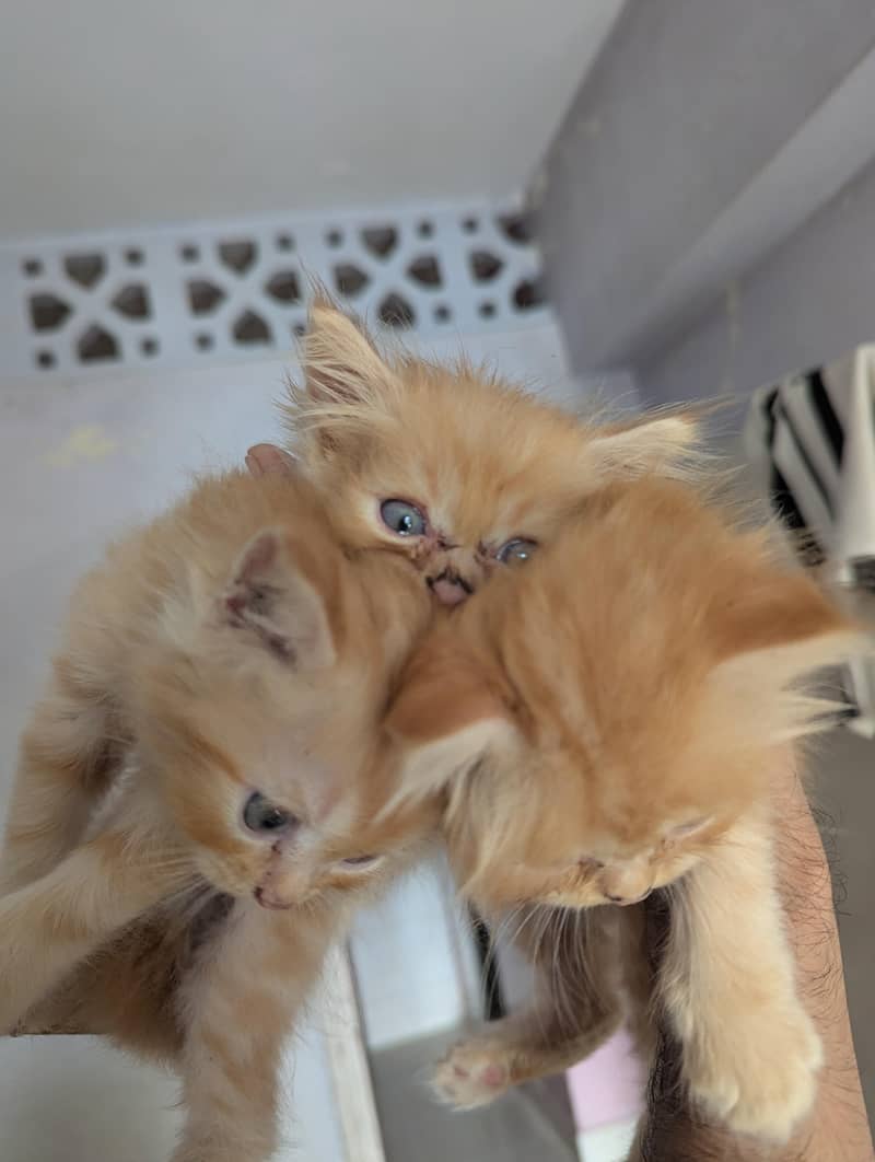 Kittena 0