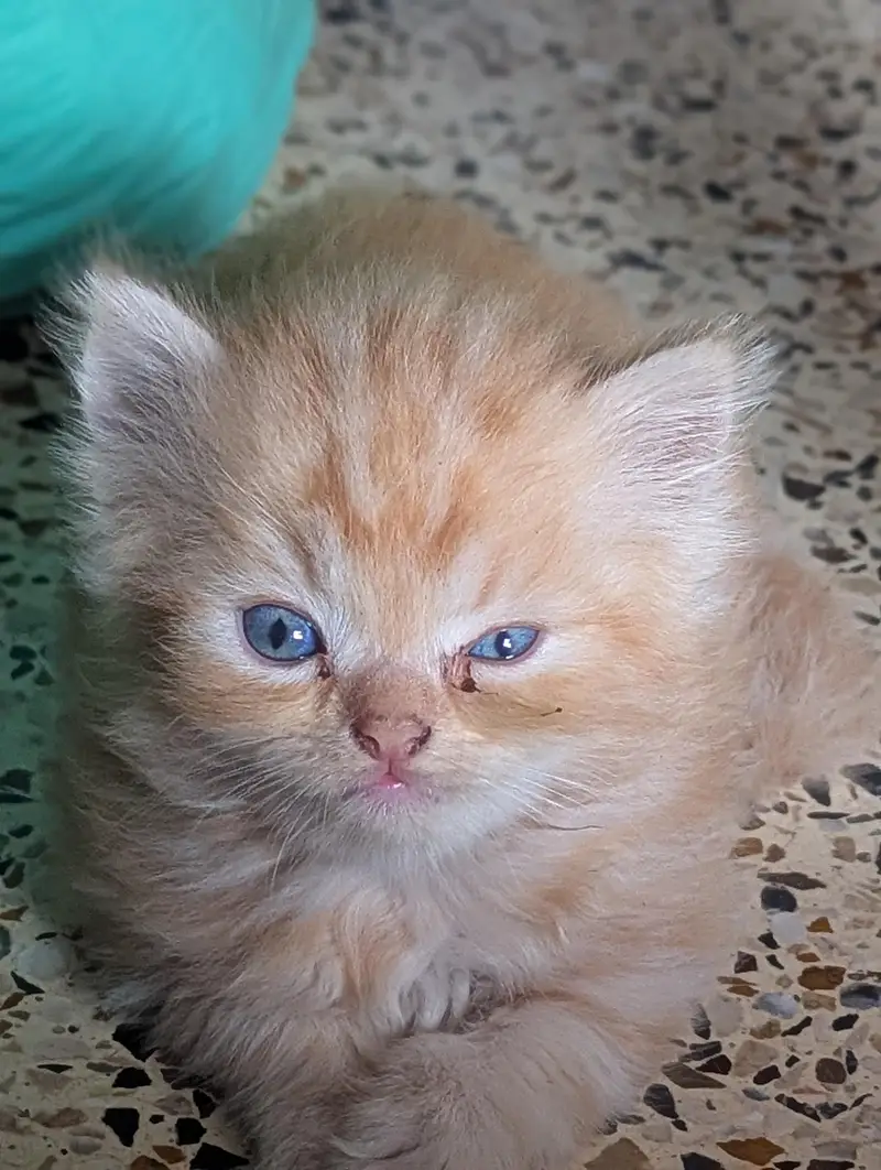 Kittena — photo 2