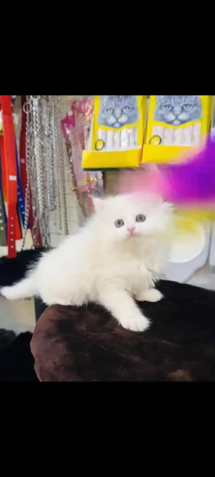 persian cat for sale — photo 3