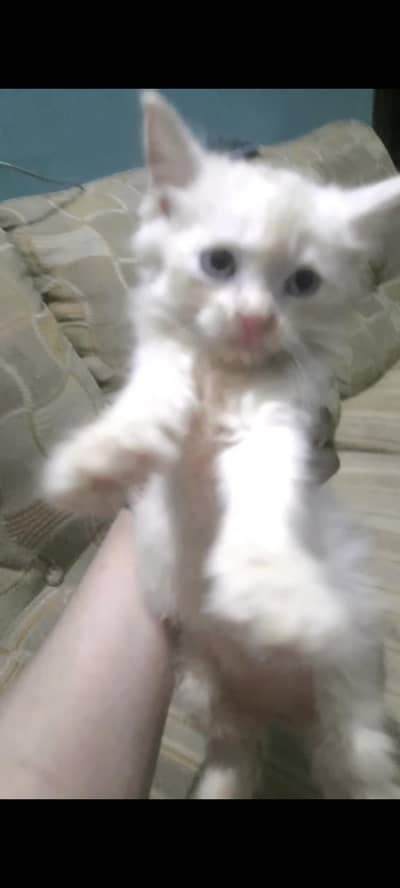 Persian kitten for sale( Black male is for 5k on)y)