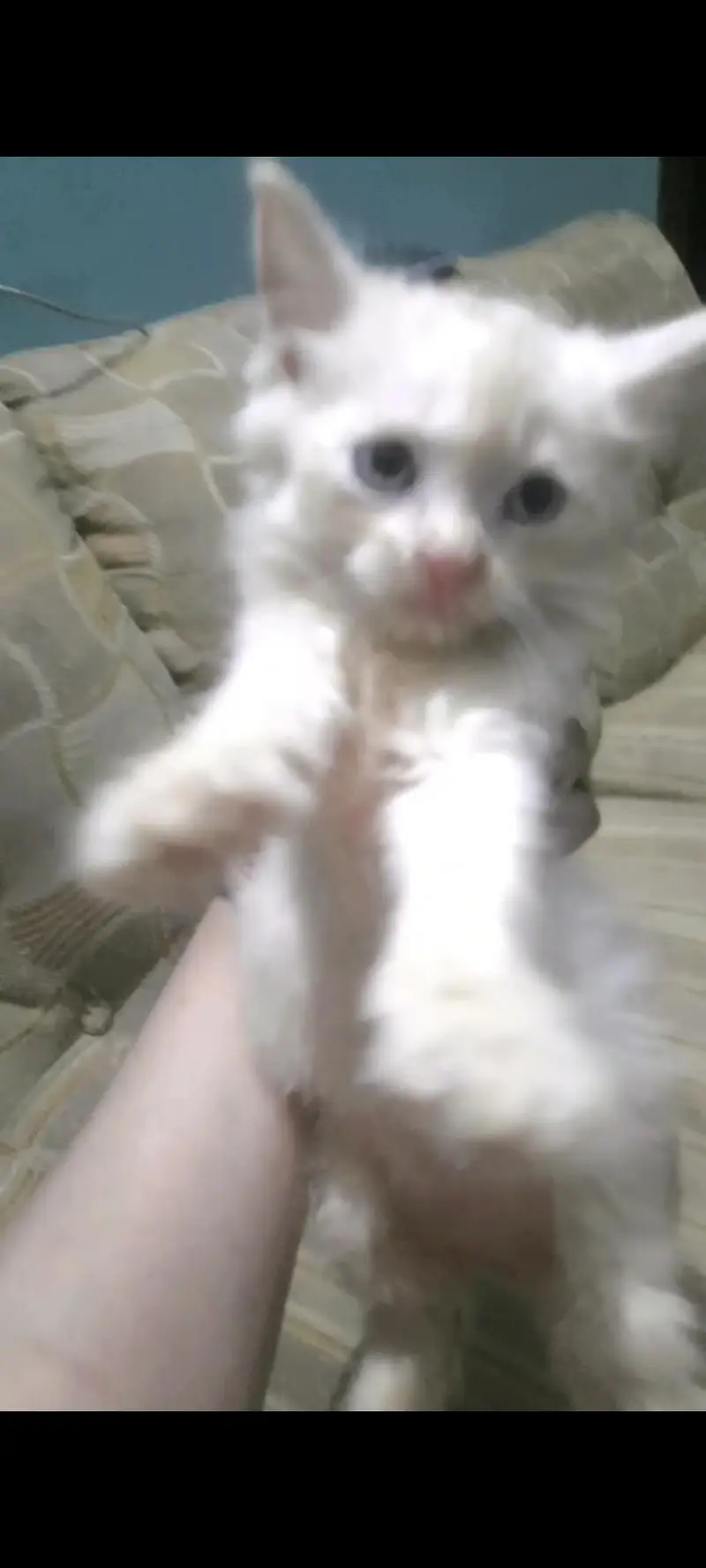Persian kitten for sale( Black male is for 5k on)y)