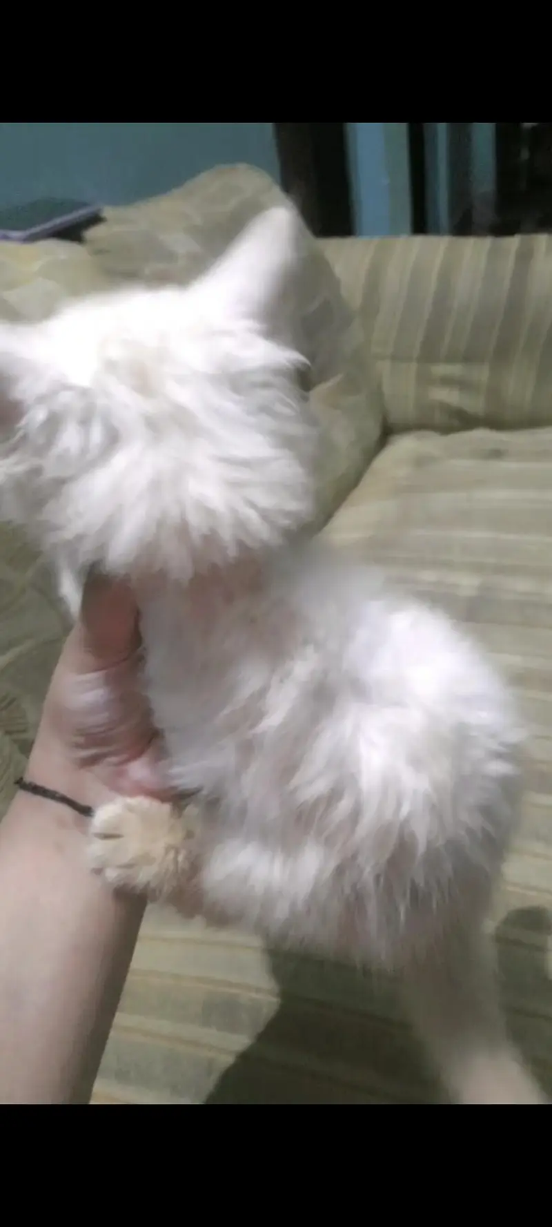 Persian kitten for sale( Black male is for 5k on)y) — photo 2