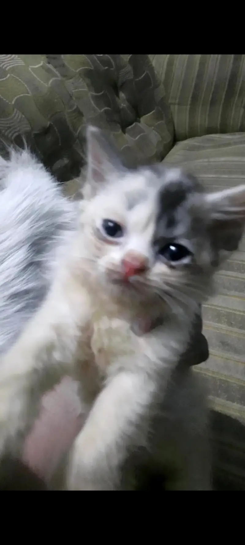 Persian kitten for sale( Black male is for 5k on)y) — photo 3