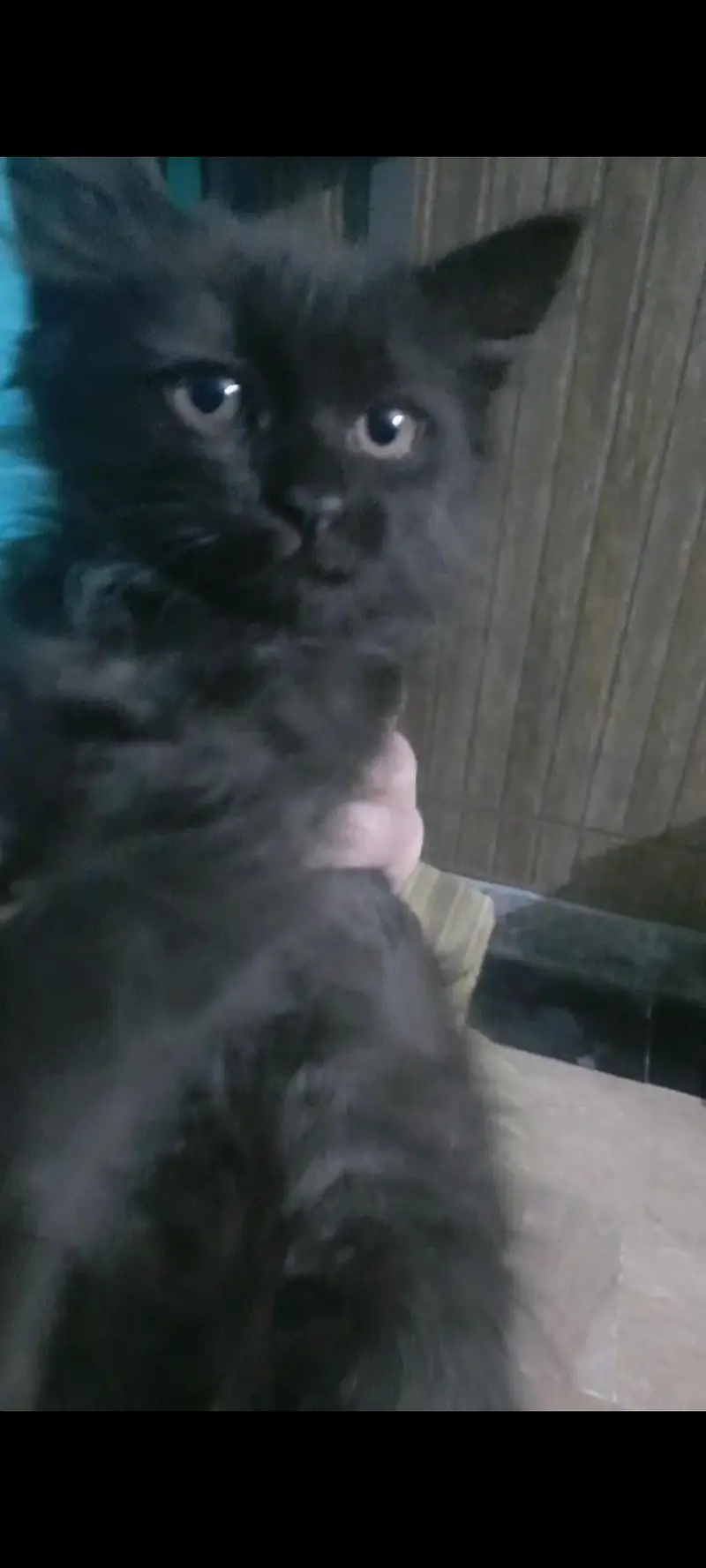 Persian kitten for sale( Black male is for 5k on)y) — photo 4