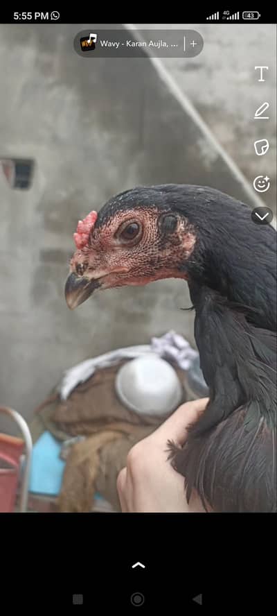 thai or pakistani birds pure bloodline for sale